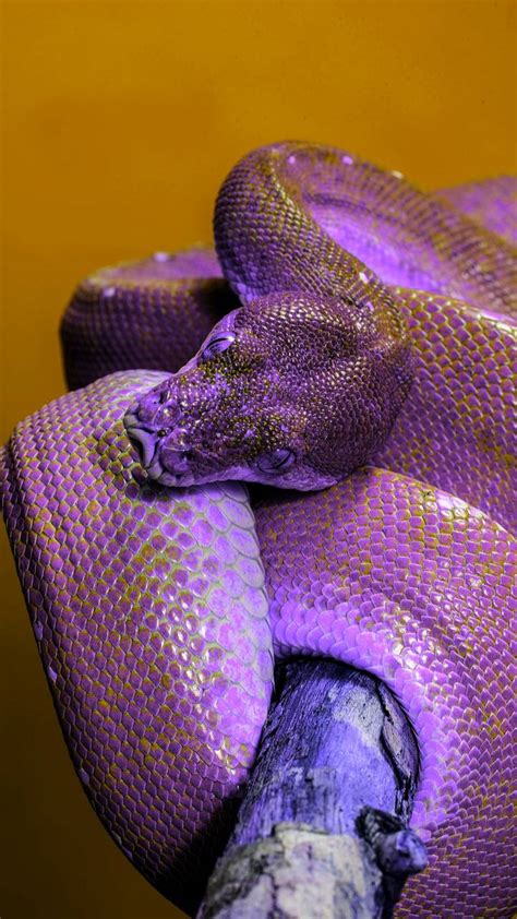 violet snake|purple snake background.